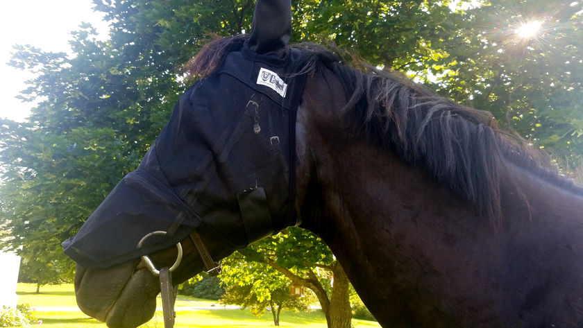 Sports-Equestrian Supplies -Sports-Equestrian Supplies 1