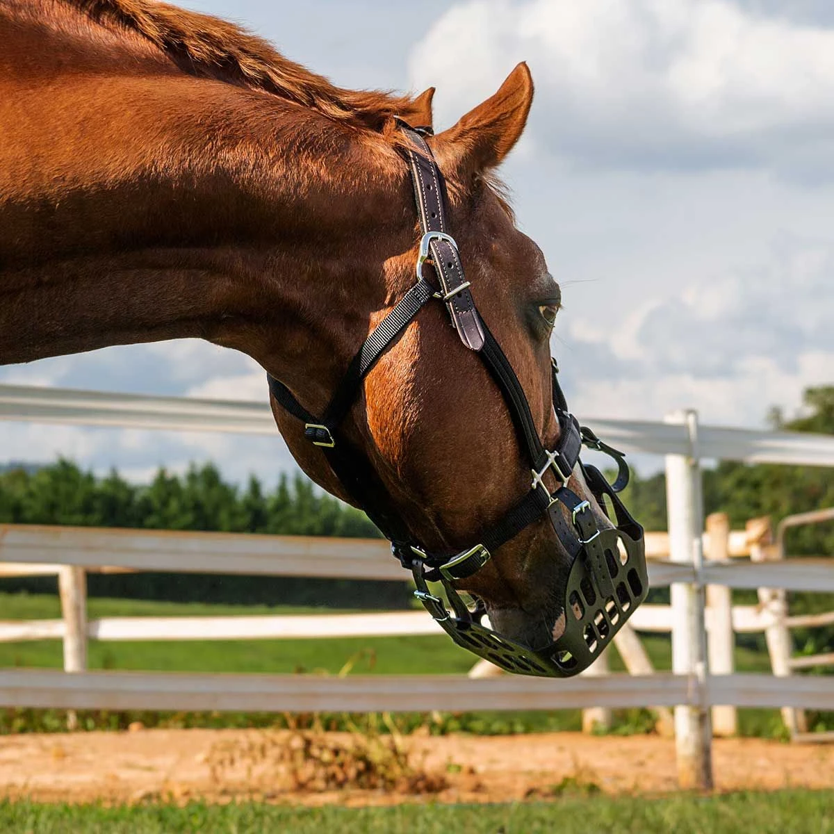GreenGuard Grazing Muzzle 4 GreenGuard Grazing Muzzle - Image 2