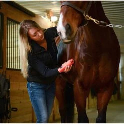 Wahl KM Cordless 2 Speed Clipper Kit 10 Wahl KM Cordless 2 Speed Clipper Kit -Sports-Equestrian Supplies 9596 100 c1156 alt3 ykp4zqcnwt8vyau1