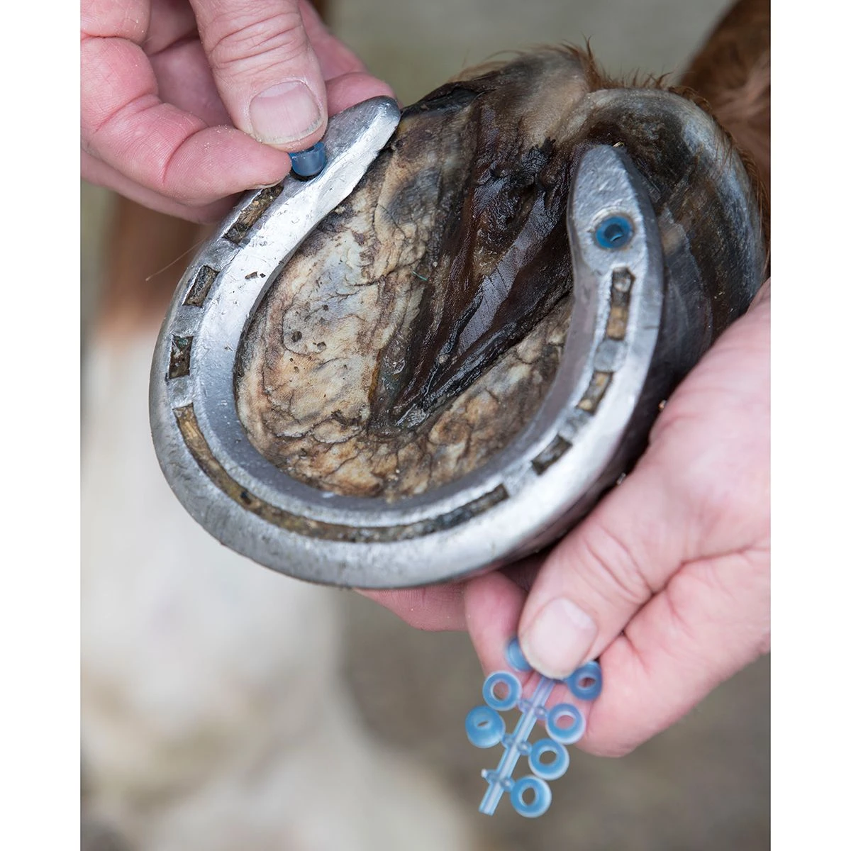 LeMieux Stud Plugz 6-pack 3 LeMieux Stud Plugz 6-pack